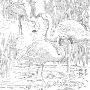 Three Flamingos Card