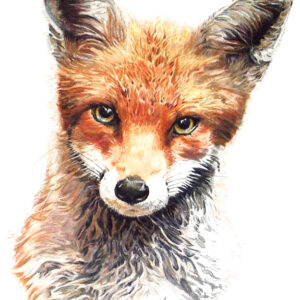 Curious Tutoring Webinar